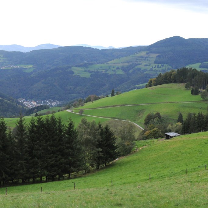 Schwarzwald Imker Schwarzwald Imker