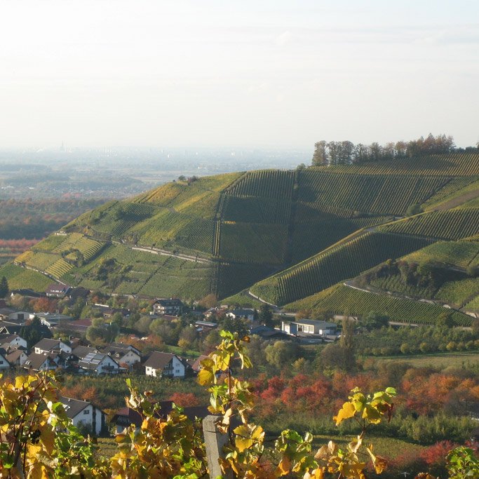 Weingut Schwörer Durbach Weingut Schwörer Durbach
