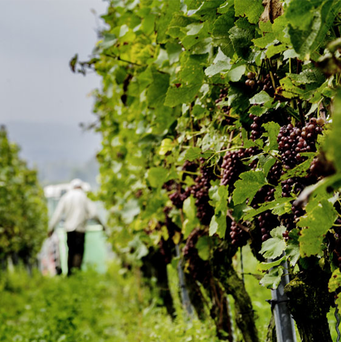 Weingut Hiss Weingut Hiss