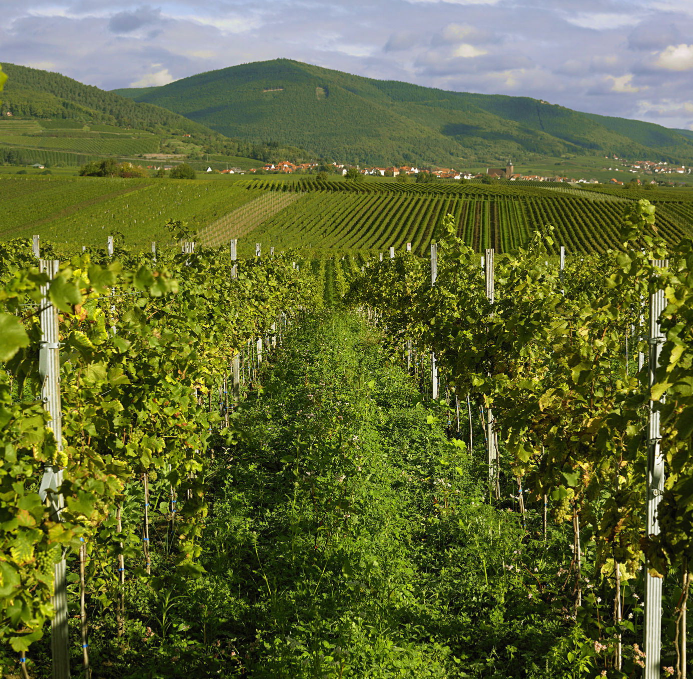 Weingut Sauer Weingut Sauer